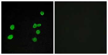 ERK 3 antibody