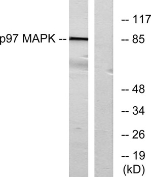 ERK 3 antibody