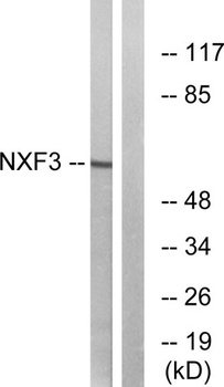 NXF3 rabbit pAb