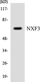 NXF3 rabbit pAb
