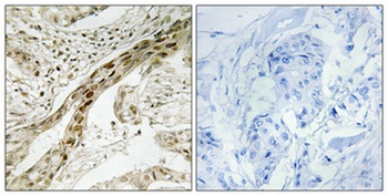MEK-1 (phospho Thr292) rabbit pAb