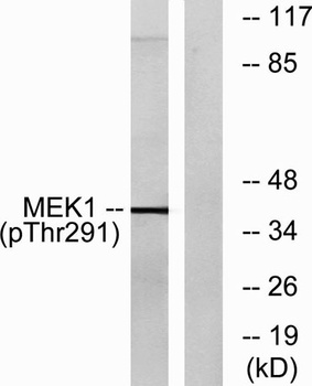 MEK-1 (phospho-Thr292) antibody