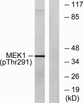 MEK-1 (phospho Thr292) rabbit pAb