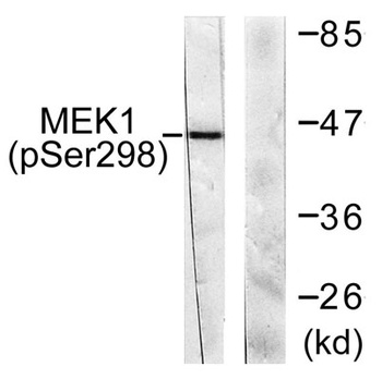 MEK-1 (phospho Ser298) rabbit pAb