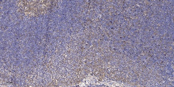 MEK-1 (phospho Ser298) rabbit pAb