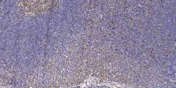 MEK-1 (phospho-Ser298) antibody