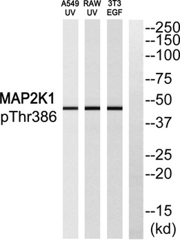 MEK-1 (phospho-Thr386) antibody
