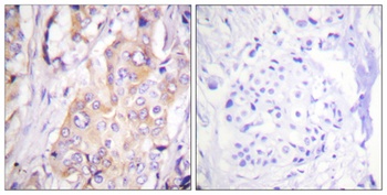 MEK-1 (phospho Thr286) rabbit pAb