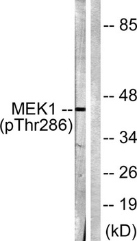 MEK-1 (phospho-Thr286) antibody