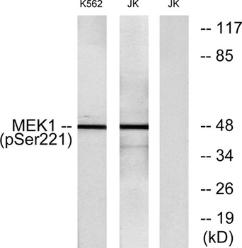 MEK-1/2 (phospho-Ser222/226) antibody