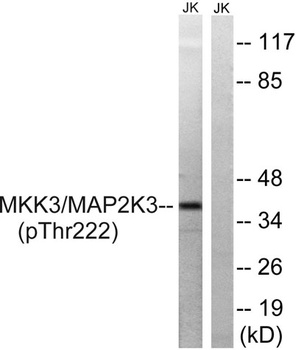 MEK-3 (phospho-Thr222) antibody