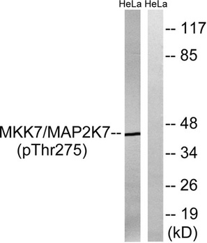 MEK-7 (phospho-Thr275) antibody