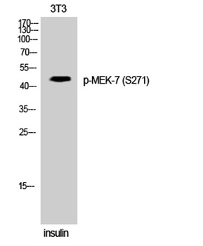 MEK-7 (phospho Ser271) rabbit pAb Antibody