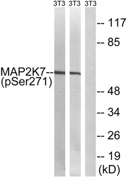 MEK-7 (phospho-Ser271) antibody