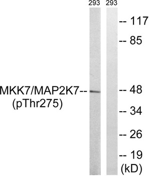 MEK-7 antibody