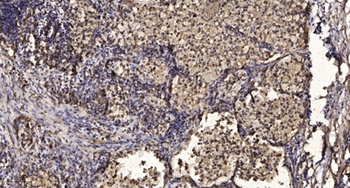 MEK-7 antibody