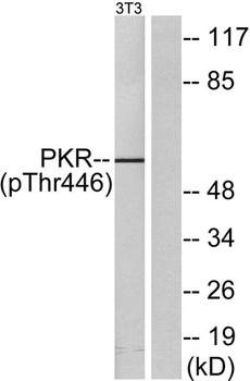 PKR (phospho Thr446) rabbit pAb