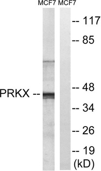 PRKX rabbit pAb