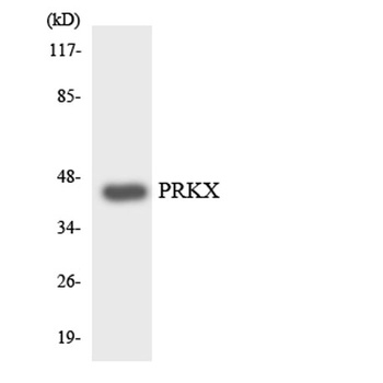 PRKX rabbit pAb