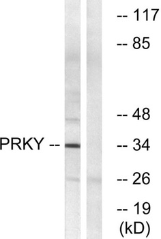 PRKY rabbit pAb Antibody