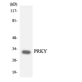 PRKY antibody