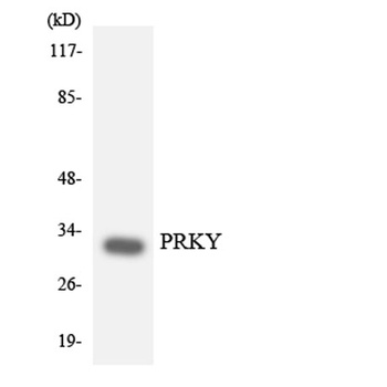 PRKY rabbit pAb Antibody
