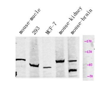 KCNQ5 rabbit pAb