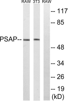 Saposin antibody