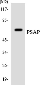 Saposin rabbit pAb