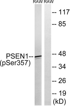 Presenilin 1 (phospho Ser357) rabbit pAb