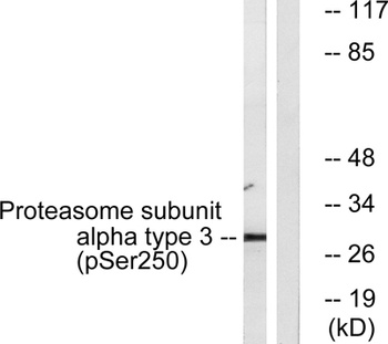 20S Proteasome alpha3 (phospho-Ser250) antibody