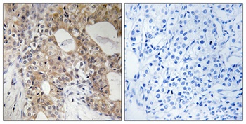 SphK2 (phospho Thr614) rabbit pAb