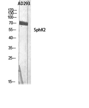 SphK2 antibody