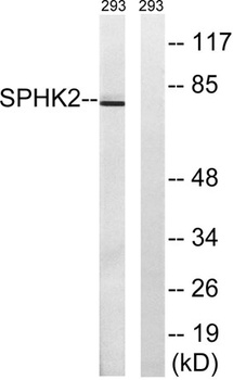 SphK2 rabbit pAb