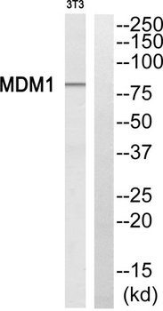 MDM1 antibody