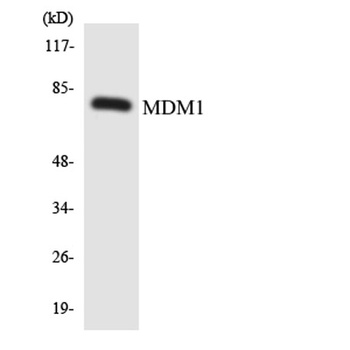 MDM1 rabbit pAb