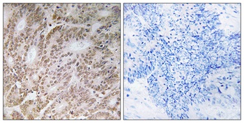 A1Up rabbit pAb Antibody