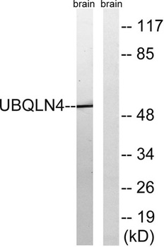 A1Up rabbit pAb Antibody