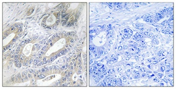 Nicalin rabbit pAb Antibody