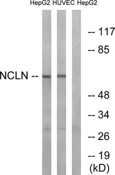 Nicalin antibody