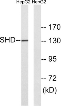 Shd rabbit pAb Antibody