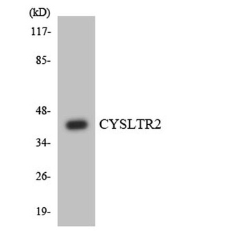 CysLTR2 rabbit pAb