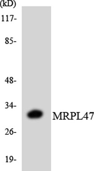 MRP-L47 rabbit pAb