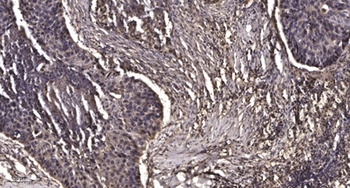 MRP-L47 rabbit pAb