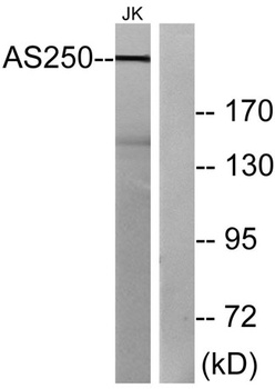 AS250 antibody