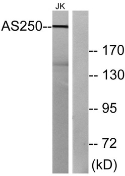 AS250 rabbit pAb