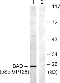 Bad (phospho-Ser91) antibody