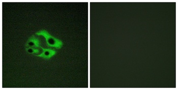 Bad (phospho-Ser134) antibody