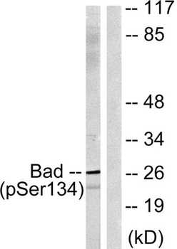 Bad (phospho-Ser134) antibody