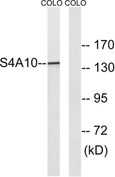 SLC4A8/10 rabbit pAb